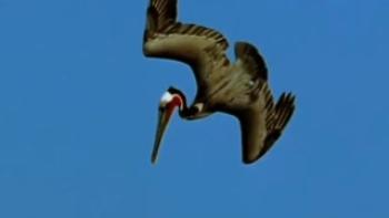 Pelican Dreams Trailer