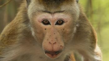 Monkey Kingdom Trailer