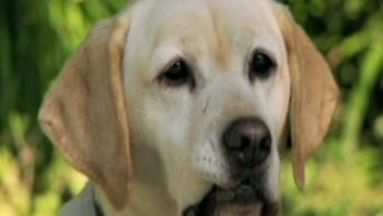 The Dog Who Saved Halloween Trailer