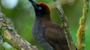 Dancing with the Birds Trailer