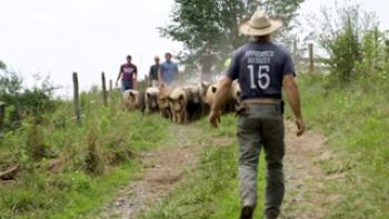 Sacred Cow: The Nutritional, Environmental and Ethical Case for Better Meat Trailer