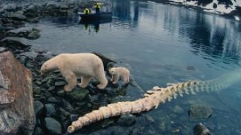 To the Arctic Trailer