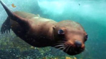 Growing Up Animal Trailer