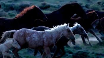 Wild Beauty: Mustang Spirit of the West Trailer
