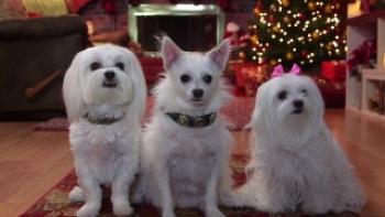 The Three Dogateers Trailer