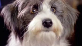 Sox: A Family's Best Friend Trailer