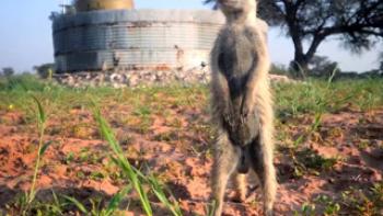 Meerkat Manor: Rise of the Dynasty Trailer