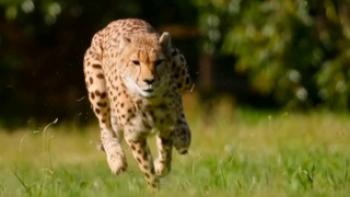 Born to be Wild Trailer