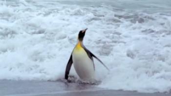 Penguins 3D Trailer