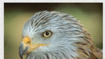 Birds PRO HD - NATURE MOBILE App: Screenshot #3