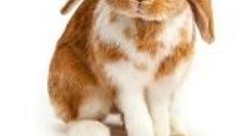 Can You Find It? App: Screenshot #3