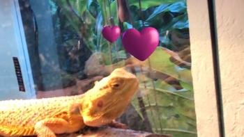 GIPHY World: AR GIFs + Stickers App: Screenshot #5