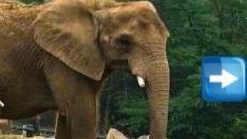Kids Zoo Animal Sounds & Photos App: Screenshot #2