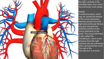 Visual Anatomy App: Screenshot #3