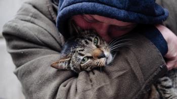 Cat Daddies Movie: Scene #1