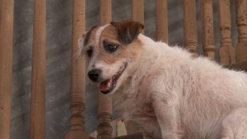 A Doggone Adventure Movie: Scene #3