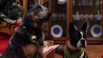 Alone for Christmas Movie: In front of the Christmas tree, family dogs Bone and Columbus look concerned about something