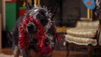 Alone for Christmas Movie: A sheepish-looking Bone is covered in red and silver tinsel garlands