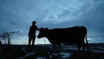 Animals in War: shadow of a boy with his hand petting the head a cow