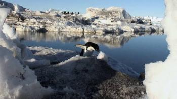 Antarctica: A Year on Ice Movie: Scene #3