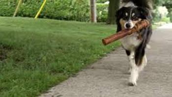 Bark Ranger Movie: Scene #2