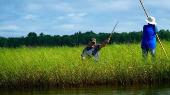 Bad River movie: Two Bad River Band Native people sit and stand in tall grass and shallow water with long poles in hand