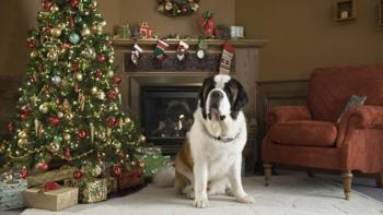 Beethoven's Christmas Adventure Movie: Scene #1