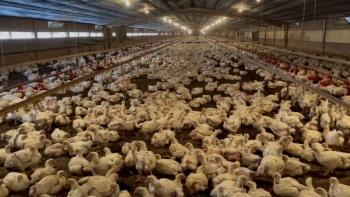 Big Chicken: A Fast Food Conspiracy: Chickens crowded into a factory.