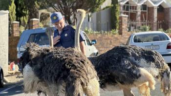 Bird Boy movie: Two large ostriches stand in the road with a security guard in front of them