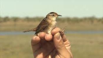 Birders Movie: Birds are banded for ID