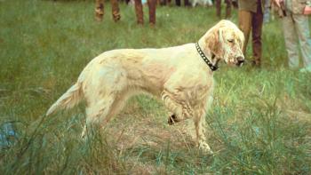 The Biscuit Eater Movie: Scene #2