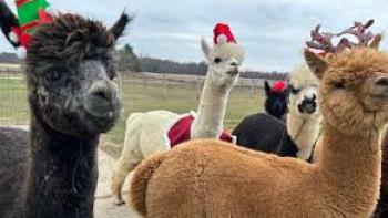 Christmas on the Alpaca Farm: Christmas alpacas