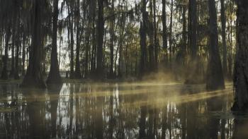 A Crime on the Bayou Movie: A Louisiana swamp