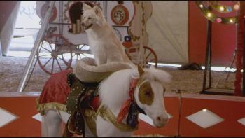 A Dog and Pony Show: DeDe and Trick