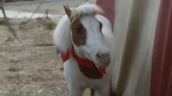 A Dog and Pony Show: Trick