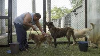 Dogwashers Movie: Scene # 3