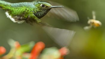 Earth: One Amazing Day Movie: Scene #2