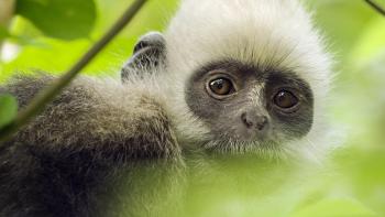 Earth: One Amazing Day Movie: Scene #3