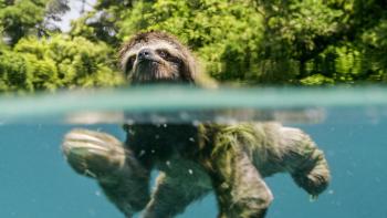 Earth: One Amazing Day Movie: Scene #1