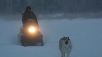 Happy People: A Year in the Taiga Movie: Adult drives a snowmobile behind a husky dog, lamp lit against snowy landscape