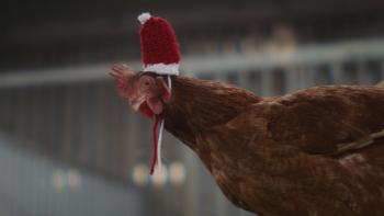Feather Christmas: A chicken wears a Christmas hat. 