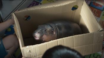 Food Truck: Stolen Love…and Moo Deng movie: Moo Deng stares up from inside of a box