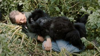A Gorilla Story—Told by David Attenborough: As a young man, David Attenborough lays on the forest floor, with a young gorilla laying on top of him