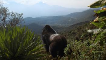 A Gorilla Story—Told by David Attenborough: A male silverback gorilla is seen from behind as he looks out over the mountains