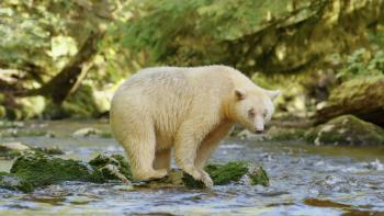 Great Bear Rainforest: Land of the Spirit Bear Movie: Scene #1