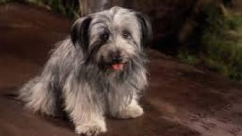 Greyfriars Bobby Movie: The title's charming terrier