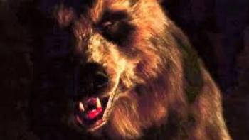Grizzly II: Grizzly bear roars