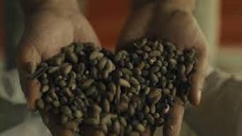 Groundswell: Coffee beans