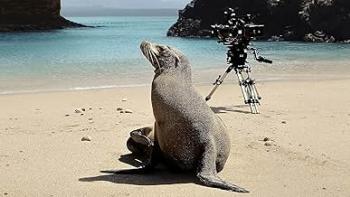 Guardians of the Galapagos movie: Sea lion and camera on the beach