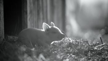 Gunda Movie: Scene #2